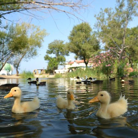 Yonca Lodge Φετιγιέ Εξωτερικό φωτογραφία